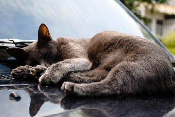 Tips สำหรับทาสแมว ... กับวิธีรักษา “รอยขีดข่วนบนรถ”