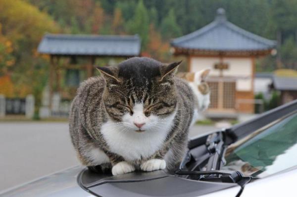 Tips สำหรับทาสแมว ... กับวิธีรักษา “รอยขีดข่วนบนรถ”