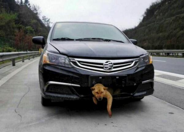 การแก้ปัญหาอุบัติเหตุจากการขับรถชน “สุนัข”