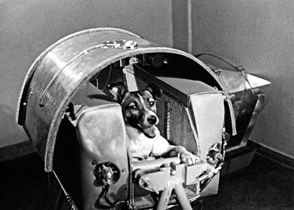 สุนัขที่ชื่อไลก้า สุนัขตัวแรกที่ได้ท่องอวกาศ