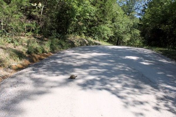 เต่าตัวน้อยกำลังข้ามถนน