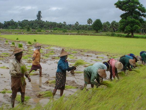 อาชีพส่วนใหญ่ของชาวพม่าคือการทำเกษตรกรรม