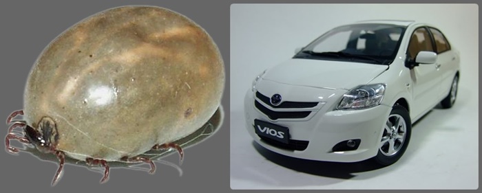 รูปทรงโดยรวมของ  Toyota Vios รุ่นที่ 2  ที่มีคนเปรียบเทียบให้เห็นภาพว่าเหมือนรูปทรงของเห็บหมาจริง ๆ