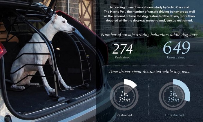 สถิติการศึกษาความสุ่มเสี่ยงที่จะเกิดอุบัติเหตุระหว่างสุนัขที่ถูกควบคุมกับการปล่อยอิสระในรถยนต์ 