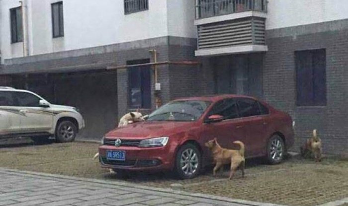 หมาจรกัดรถ ประกันจ่ายไหม