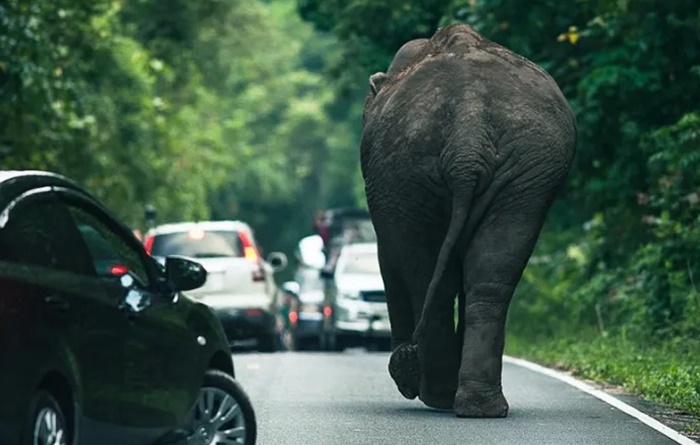 เจอช้างป่าบนถนน ตอนขับรถ