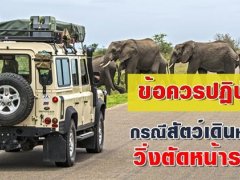 ต้องรู้! รู้ทันพฤติกรรมสัตว์​ ลดความเสี่ยงอุบัติเหตุฉุกเฉินขณะเดินทาง