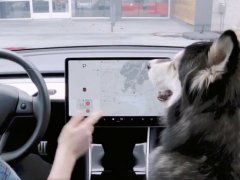 Tesla พัฒนาฟีเจอร์ใหม่เพื่อคนรักสัตว์: DOG MODE