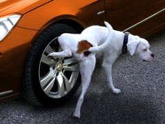 วิเคราะห์ปัญหา ทำไมสุนัขฉี่ใส่ล้อรถยนต์ พร้อมวิธีรับมือ