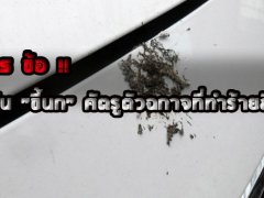  เทคนิค 5 ข้อ !! ป้องกันขี้นกศัตรูตัวฉกาจที่ทำร้ายสีรถคุณ!