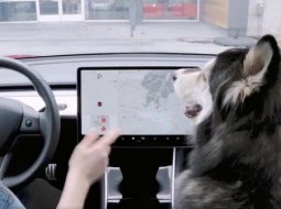 Tesla พัฒนาฟีเจอร์ใหม่เพื่อคนรักสัตว์: DOG MODE