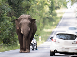 เจอช้างป่าบนถนน ตอนขับรถ ควรทำอย่างไร ?