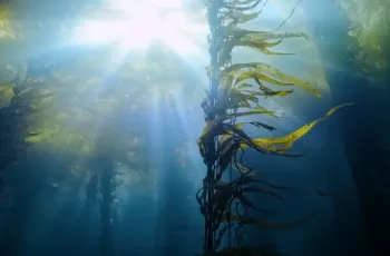 03-forests-without-names-3-cb63